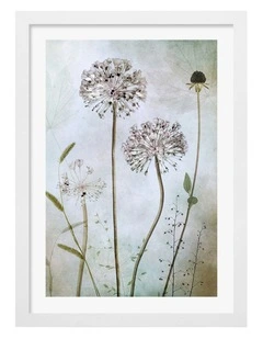 Australian Made Allium Art Print White Frame