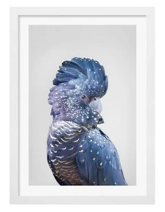 Australian Made Black Cockatoo Art Print White Frame