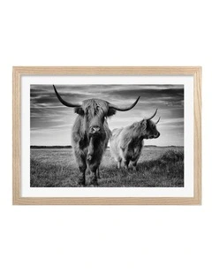 Australian Made Majestic Highlanders Art Print Natural Frame