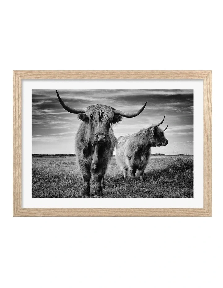 Australian Made Majestic Highlanders Art Print Natural Frame image 1