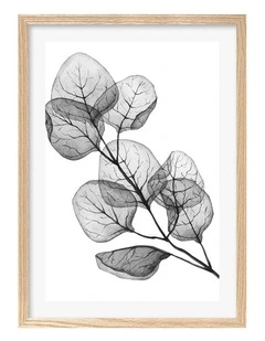Australian Made Transparent Eucalyptus Silver Dollar Leaves Art Print A2 in Natural Frame