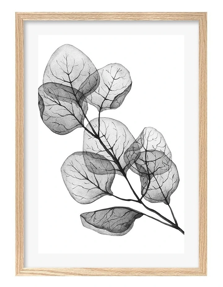 Australian Made Transparent Eucalyptus Silver Dollar Leaves Art Print A2 in Natural Frame image 1