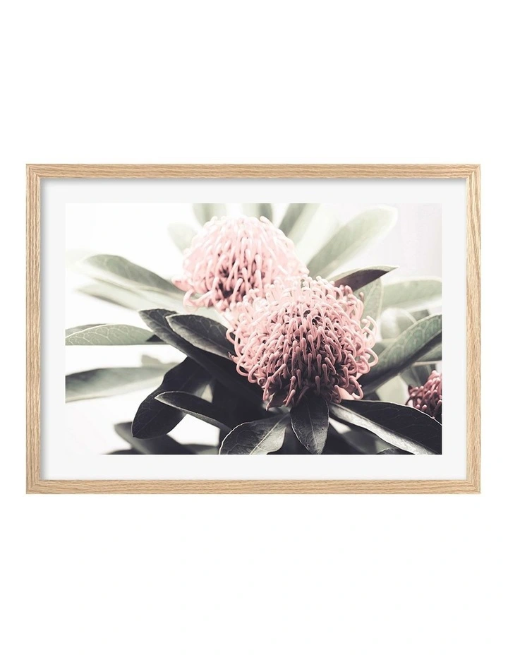 Australian Made Waratah Flowers Art Print A2 in Natural Frame image 1