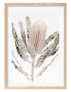Australian Made Banksia Flower Art Print A2 in Natural Frame