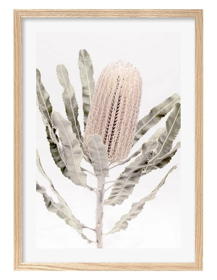 Australian Made Banksia Flower Art Print A2 in Natural Frame image 1