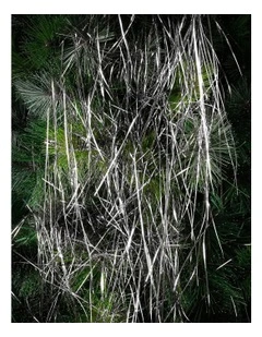 Crimped Lametta Icicles: 1400 Strands Silver