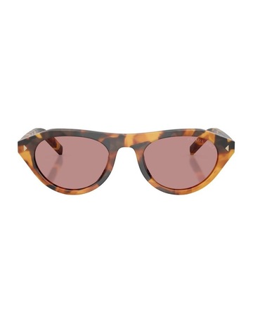 Cinnamon Tortoise colour