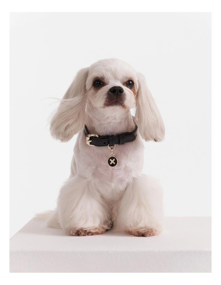 Pooch Small Collar in Black/Light Gold image 2