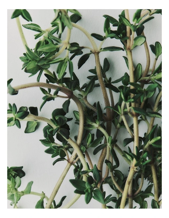 Australian Made Vetiver & Thyme Candle 70g in Vetiver And Thyme image 3