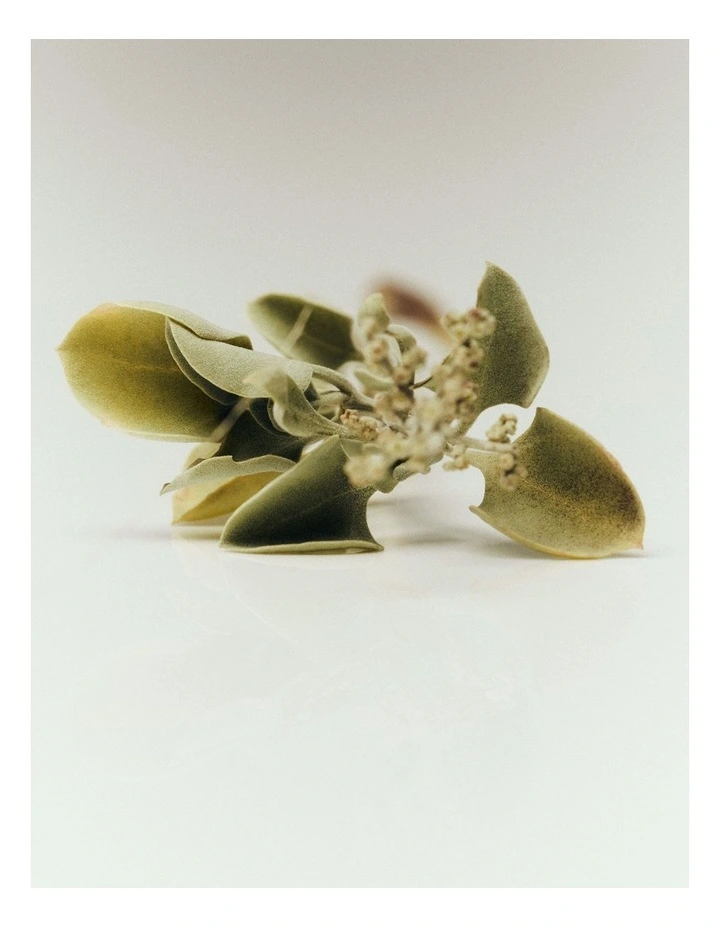 Australian Made Saltbush & Hinoki Wood Room Spray 100ml in Saltbush And Hinokiwood image 4