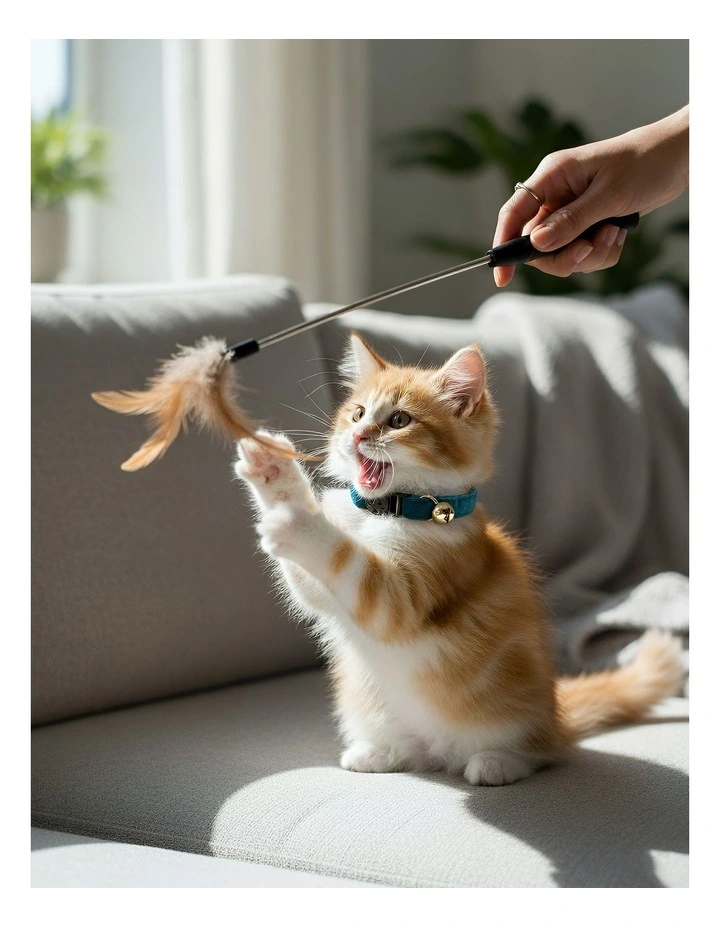 Pet Collar in Navy Blue image 2