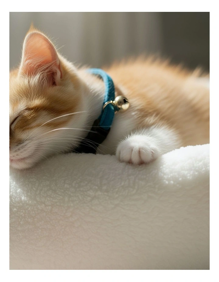 Pet Collar in Navy Blue image 3