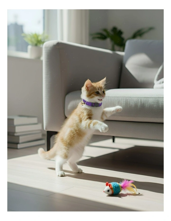 Pet Collar in Violet image 5