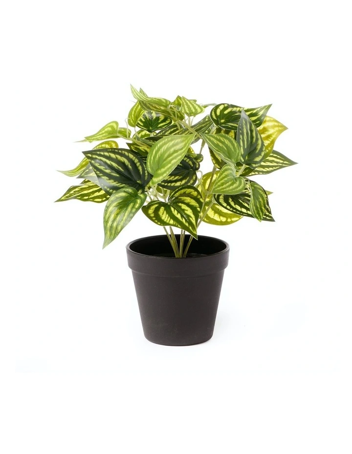 Cooper & Co Cooper & Co. Artificial 28cm Water Leaf Potted Plant MYER