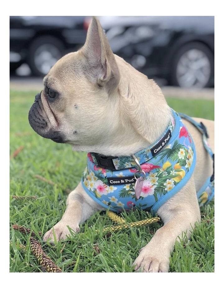 Tropical print dog harness clearance