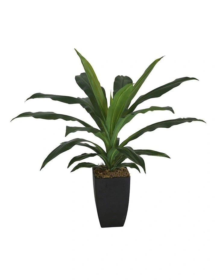Artificial Dracaena Janet Craig in Pot in Green image 1