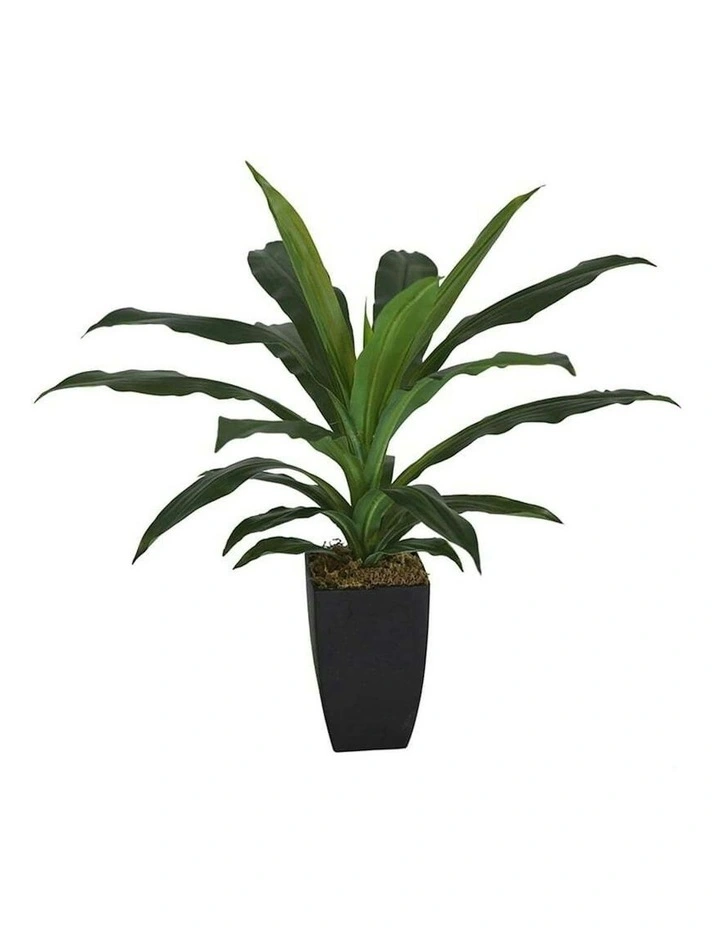 Artificial Dracaena Janet Craig in Pot in Green image 2