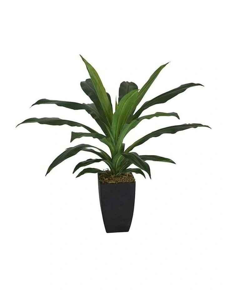 Artificial Dracaena Janet Craig in Pot in Green image 3