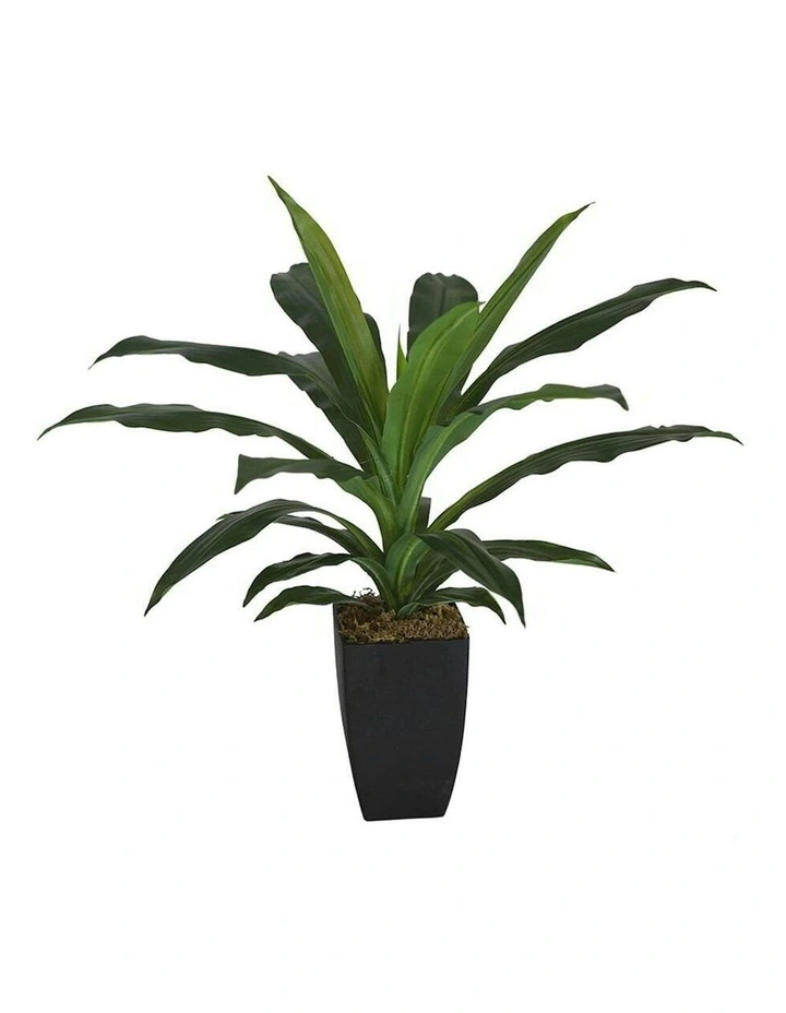 Artificial Dracaena Janet Craig in Pot in Green image 4