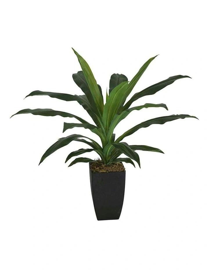Artificial Dracaena Janet Craig in Pot in Green image 5