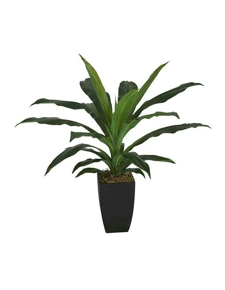 Artificial Dracaena Janet Craig in Pot in Green image 6