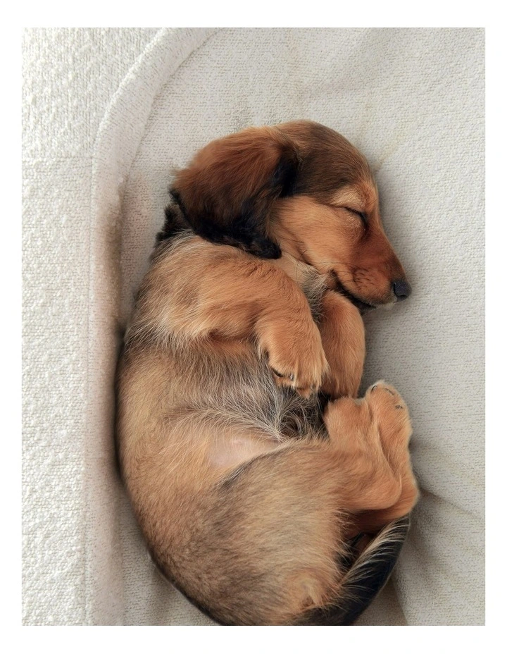 Marlo Orthopedic Bolster Boucle Pet Bed in White image 4