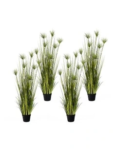 4X Cyperus Papyrus Plant Tree in Green