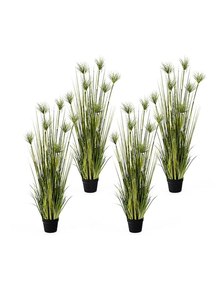 4X Cyperus Papyrus Plant Tree in Green image 1
