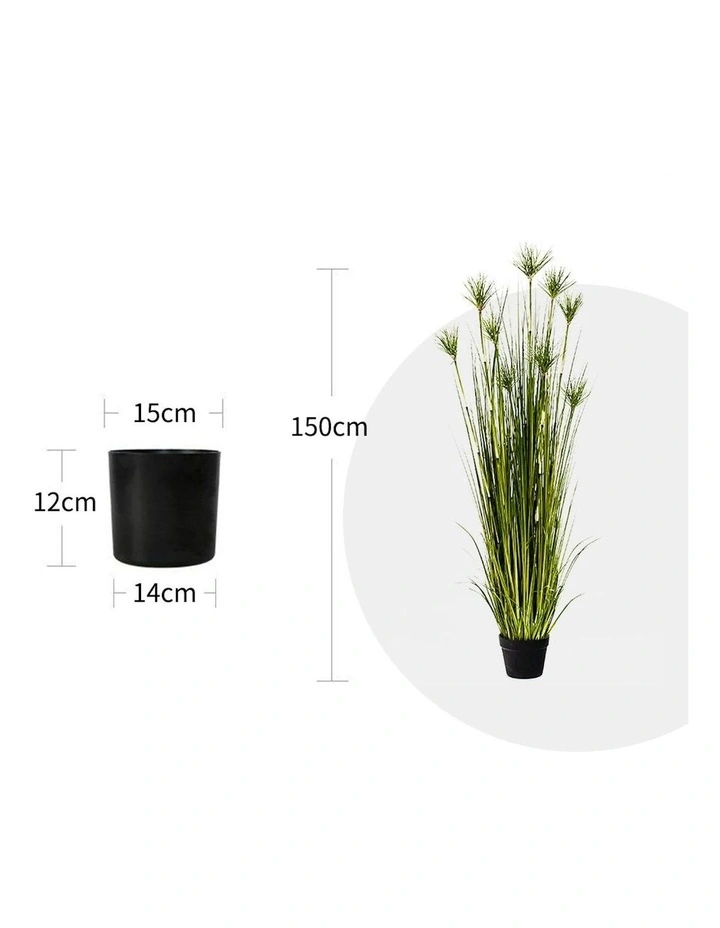 4X Cyperus Papyrus Plant Tree in Green image 2