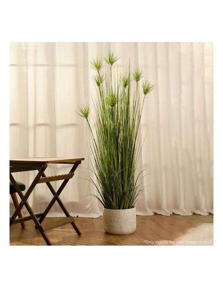 4X Cyperus Papyrus Plant Tree in Green image 3