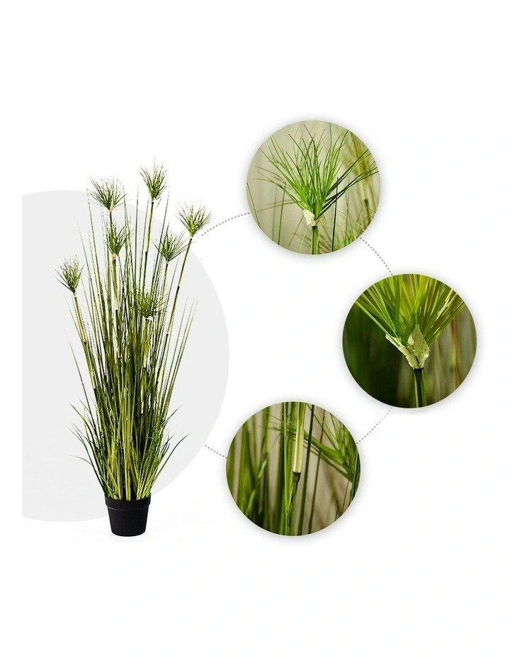 4X Cyperus Papyrus Plant Tree in Green image 4