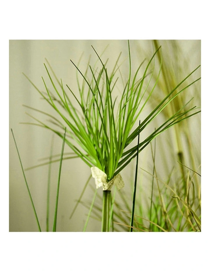 4X Cyperus Papyrus Plant Tree in Green image 5
