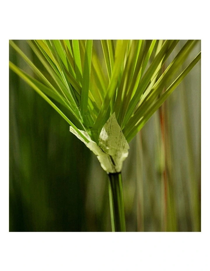 4X Cyperus Papyrus Plant Tree in Green image 6