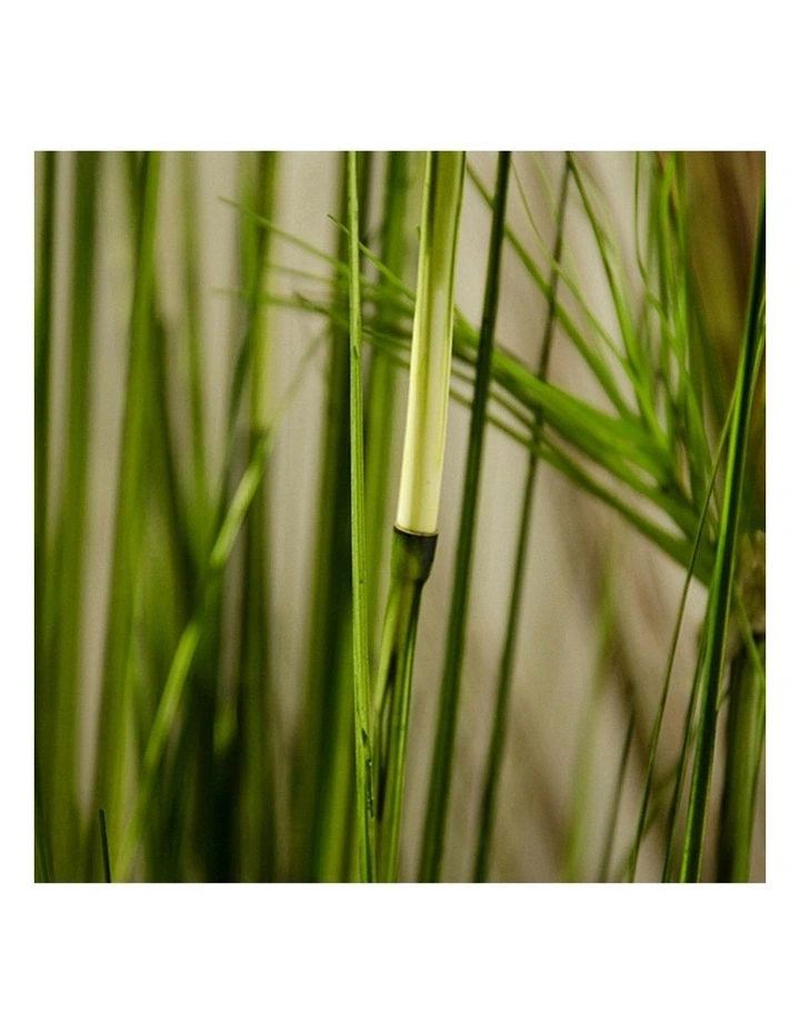 4X Cyperus Papyrus Plant Tree in Green image 7