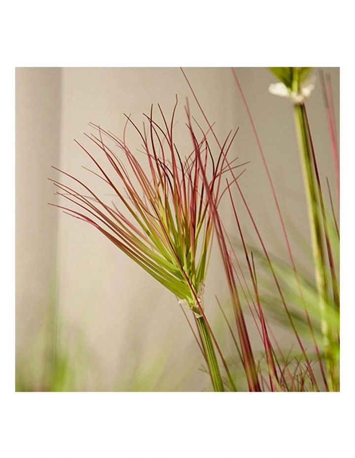 Potted Papyrus Artificial Plant 4X 150cm in Multi image 5