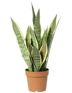 Willow & Silk 70cm Potted Artificial Mother-in-Law's Tongue Snake Plant
