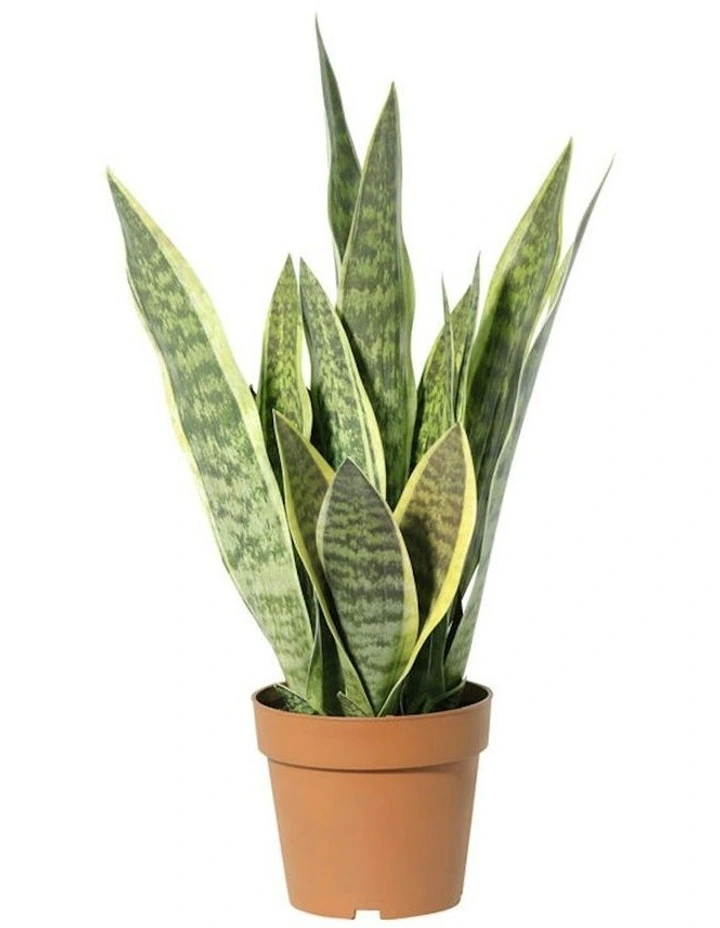 Willow & Silk 70cm Potted Artificial Mother-in-Law's Tongue Snake Plant image 1