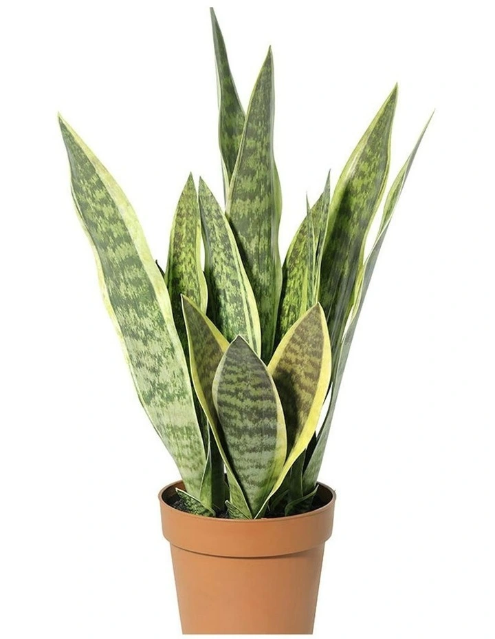 Willow & Silk 70cm Potted Artificial Mother-in-Law's Tongue Snake Plant image 2