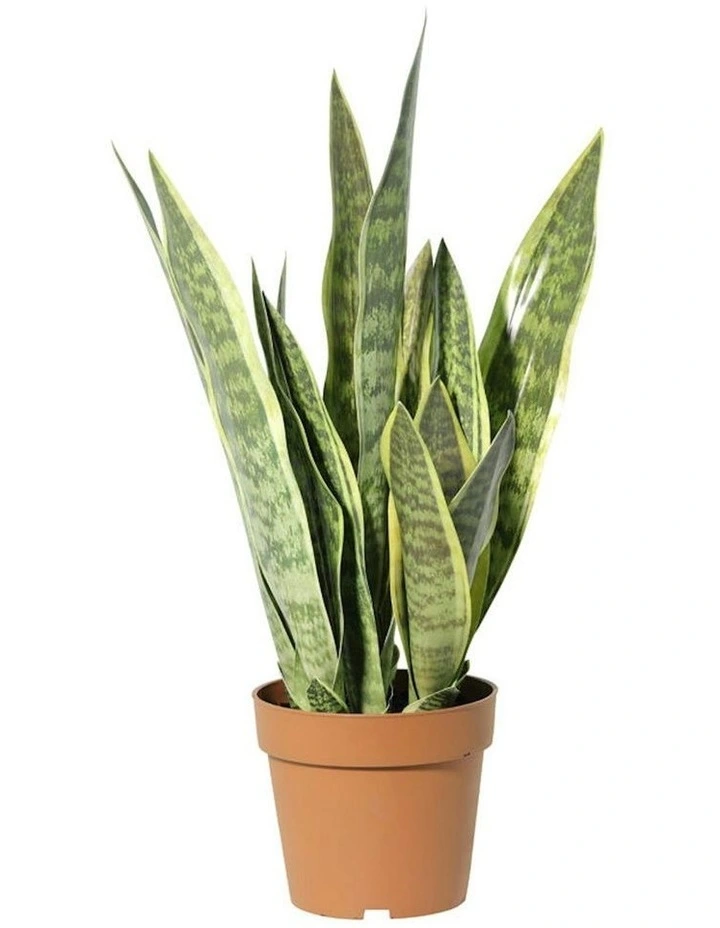 Willow & Silk 70cm Potted Artificial Mother-in-Law's Tongue Snake Plant image 3