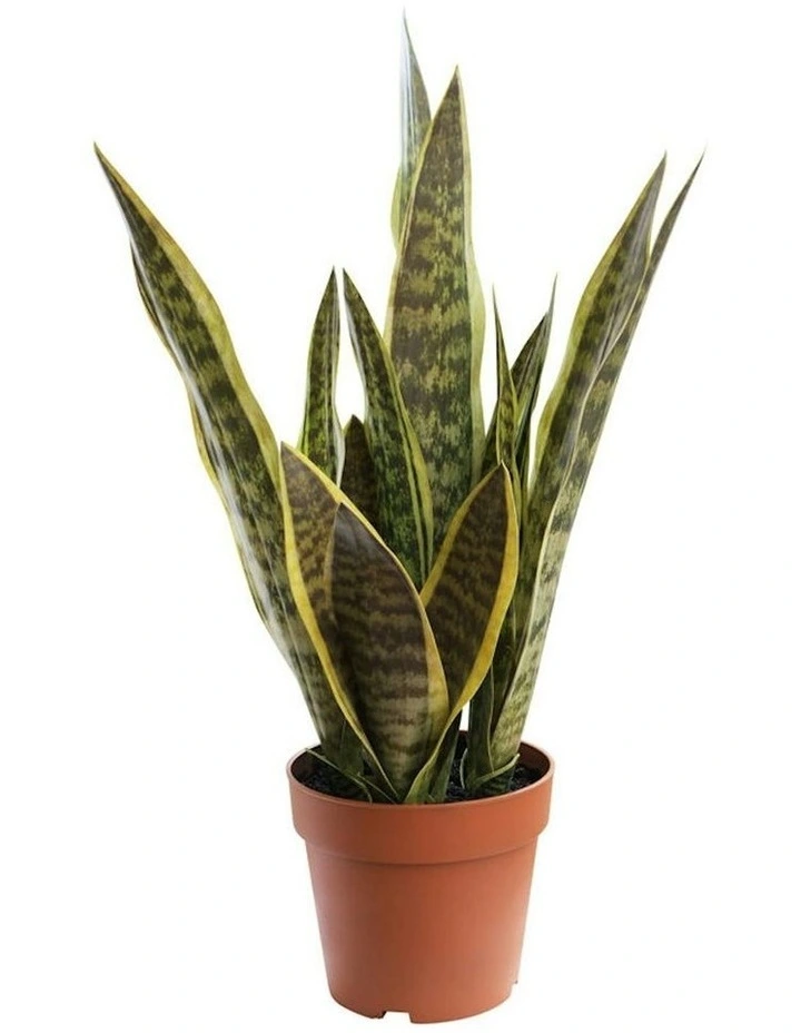 Willow & Silk 70cm Potted Artificial Mother-in-Law's Tongue Snake Plant image 4