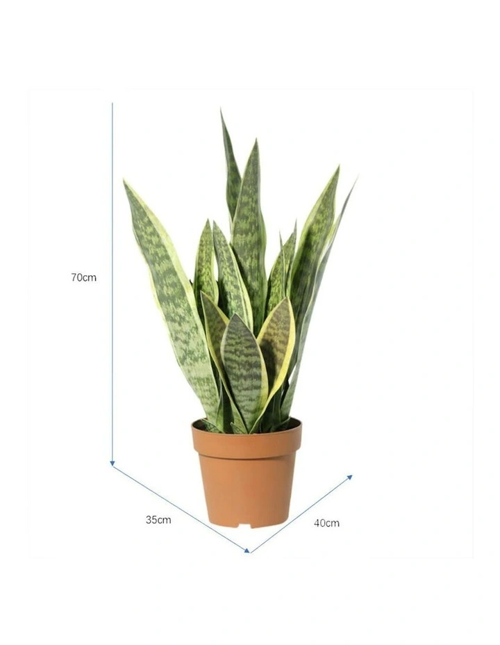 Willow & Silk 70cm Potted Artificial Mother-in-Law's Tongue Snake Plant image 5