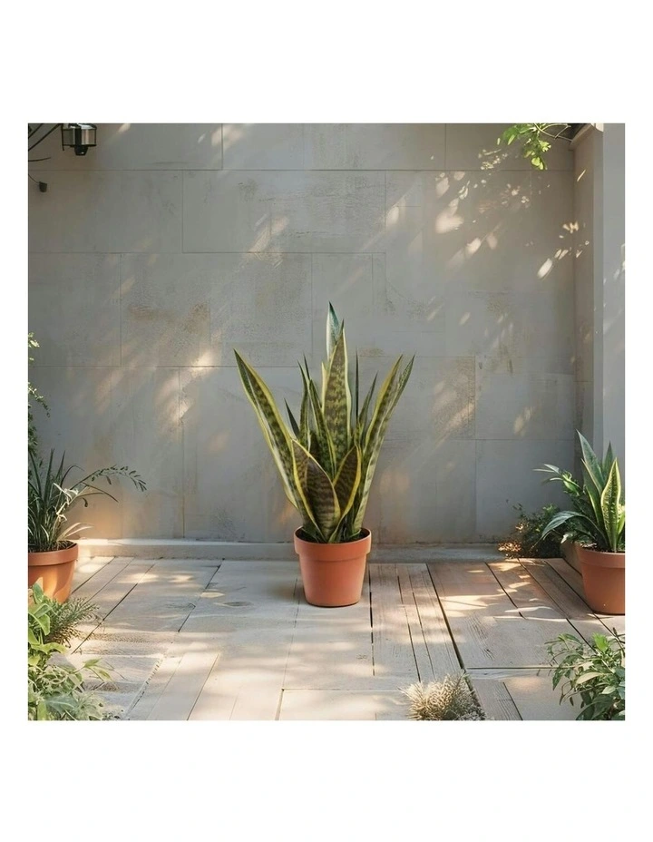 Willow & Silk 70cm Potted Artificial Mother-in-Law's Tongue Snake Plant image 6