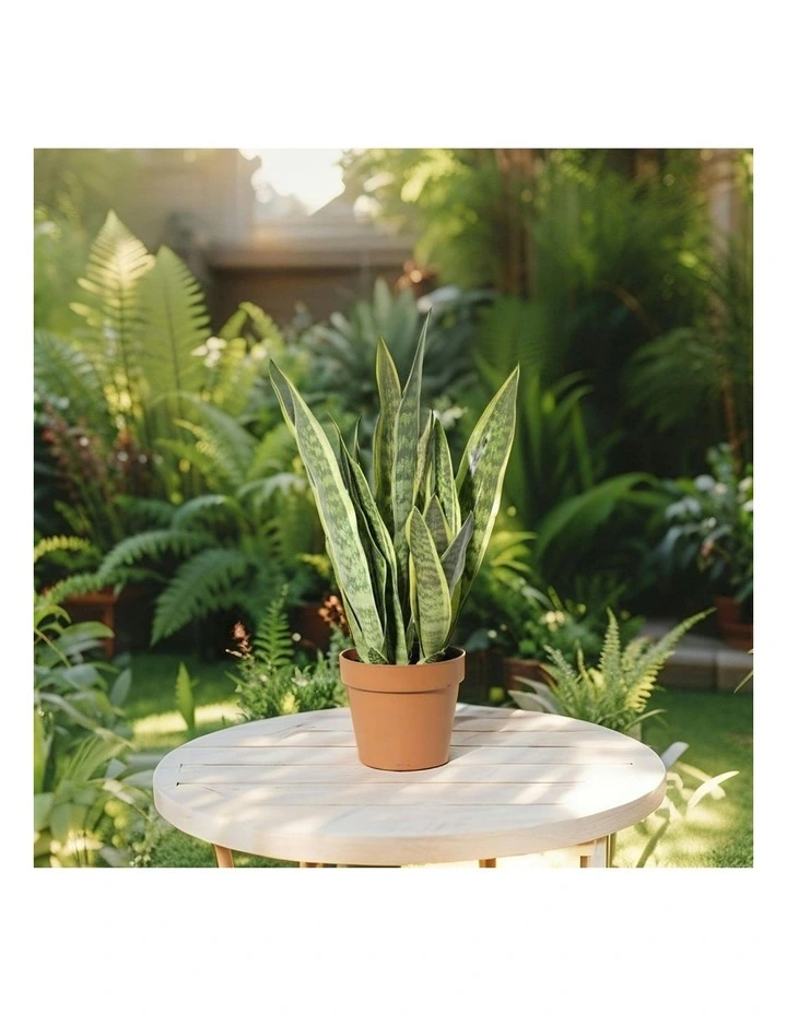 Willow & Silk 70cm Potted Artificial Mother-in-Law's Tongue Snake Plant image 7