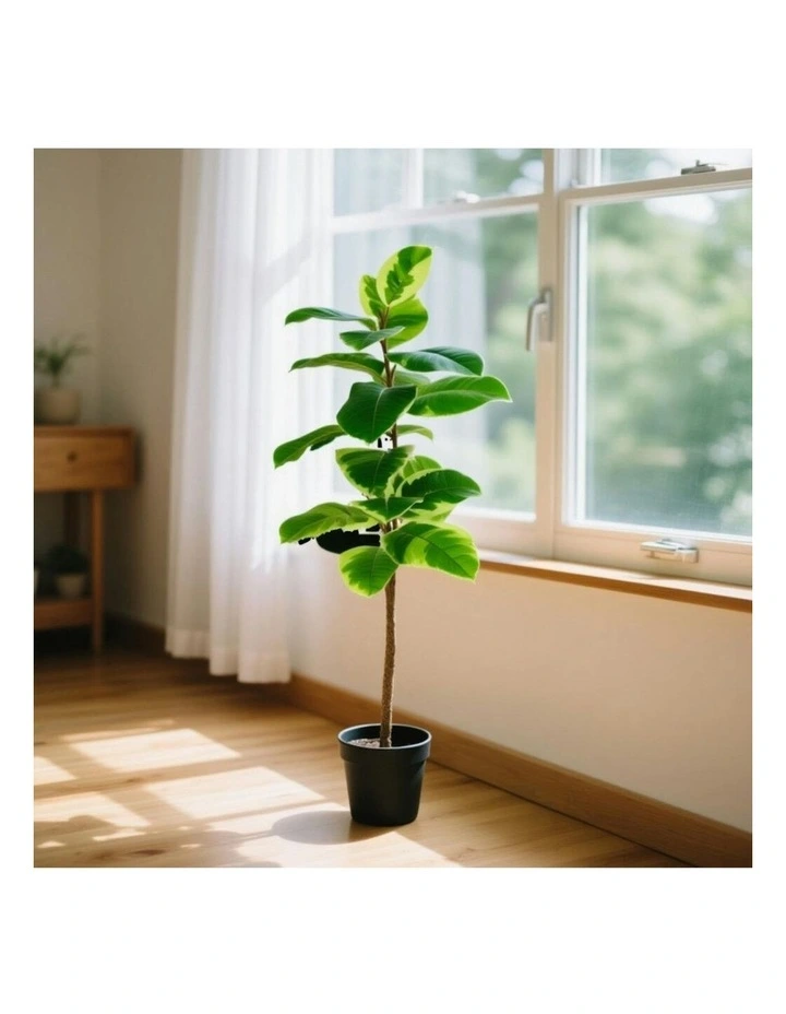 Willow & Silk 118cm Potted Artificial Variegated Rubber Leaf Tree image 7