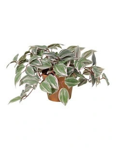 Willow & Silk 25cm Potted Artificial Wandering Dude Plant