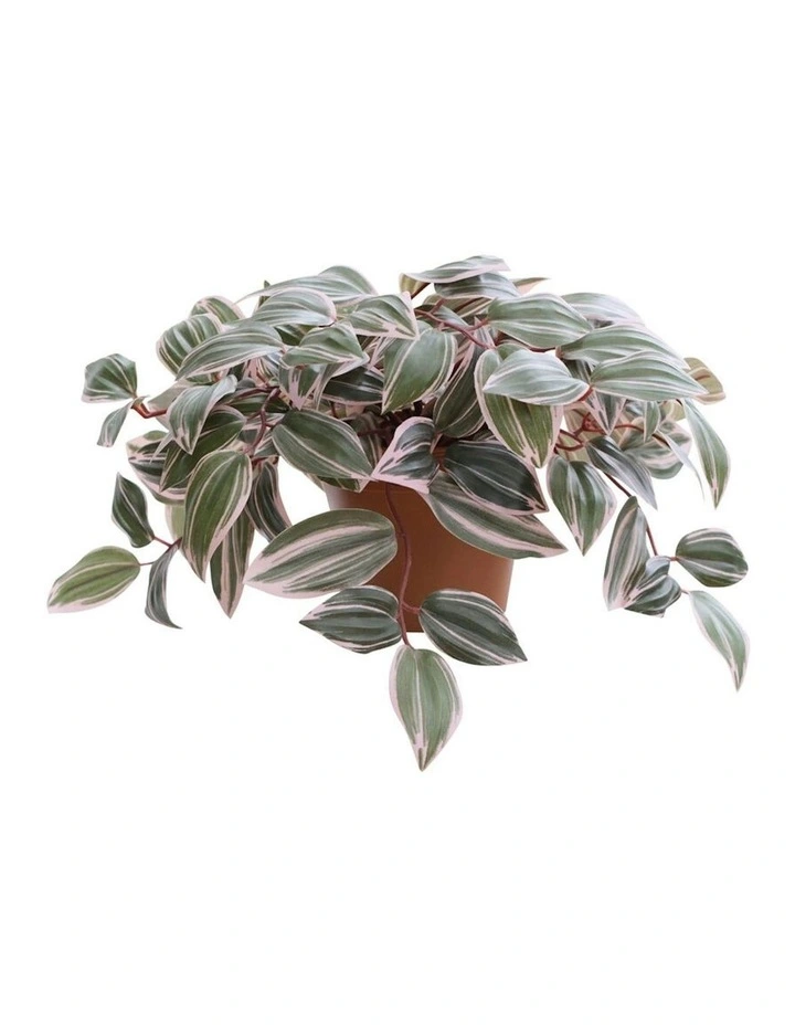 Willow & Silk 25cm Potted Artificial Wandering Dude Plant image 4