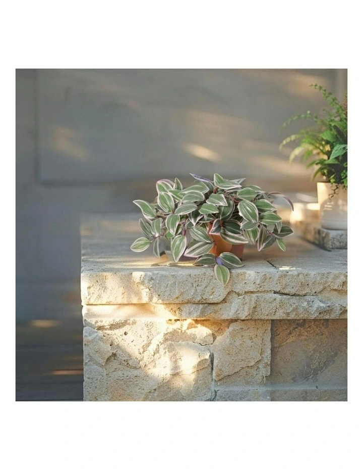 Willow & Silk 25cm Potted Artificial Wandering Dude Plant image 6