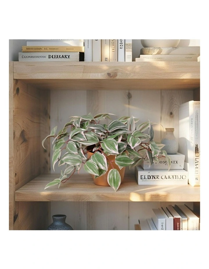 Willow & Silk 25cm Potted Artificial Wandering Dude Plant image 7