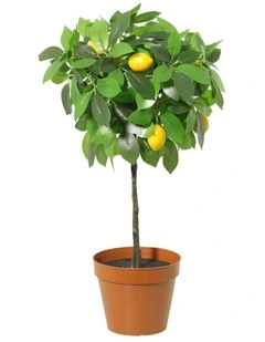 Willow & Silk 43cm Potted Artificial Lemon Tree/Citrus Charm Pottery