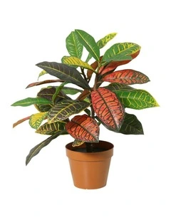 Willow & Silk 38cm Potted Artificial Vibrant Leaf Calathea